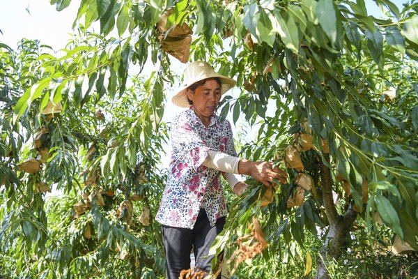 Fruit Planting Helps Improve Environment and Villagers' Income in SW China's Chongqing