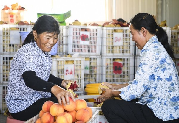 Fruit Planting Helps Improve Environment and Villagers' Income in SW China's Chongqing