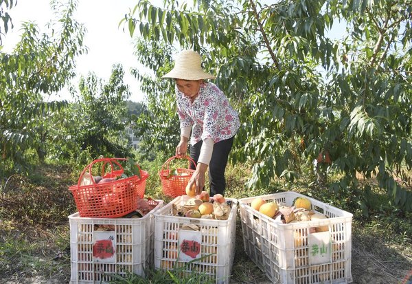 Fruit Planting Helps Improve Environment and Villagers' Income in SW China's Chongqing