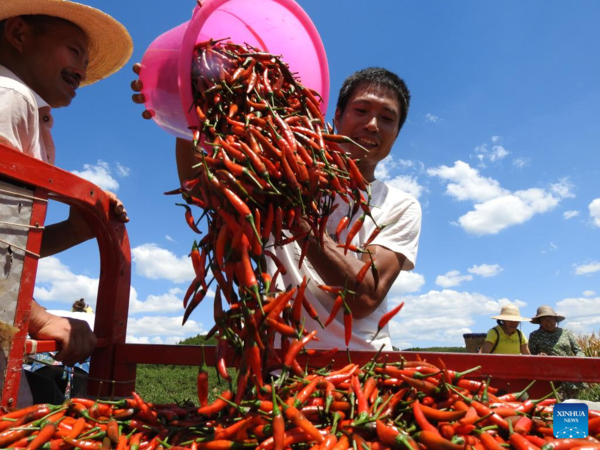 Autumn Harvest in Full Swing Across China