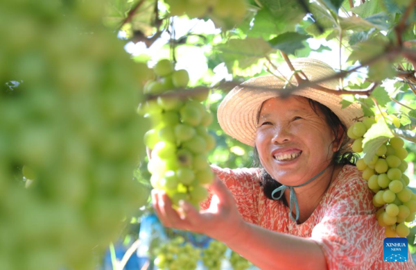 Autumn Harvest in Full Swing Across China