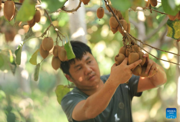 Autumn Harvest in Full Swing Across China