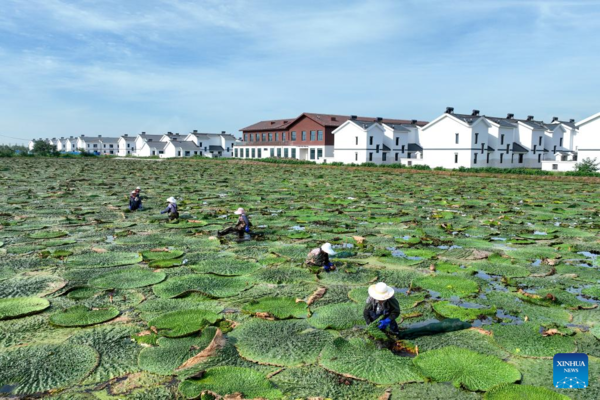 Autumn Harvest in Full Swing Across China