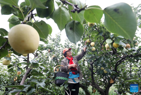 Autumn Harvest in Full Swing Across China