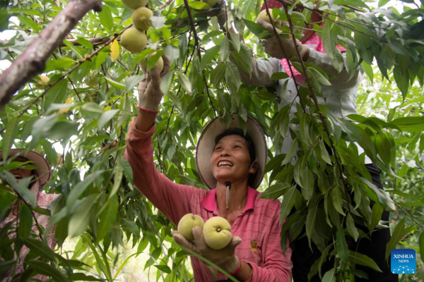 Autumn Harvest in Full Swing Across China