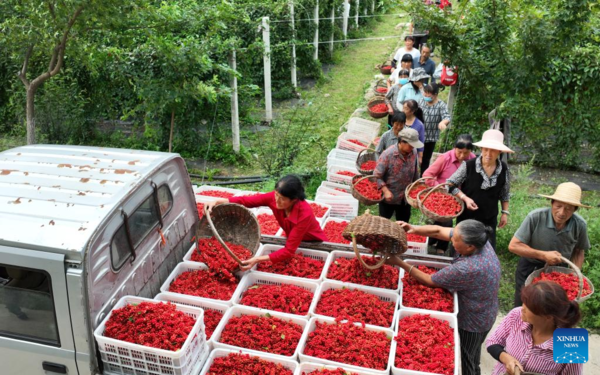 Medicinal Herb Harvest Helps with Rural Revitalization in NW China