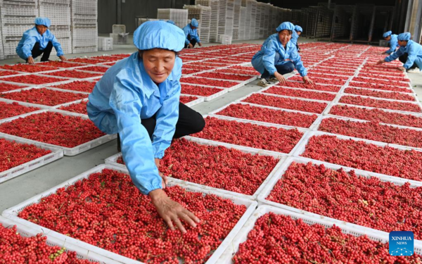 Medicinal Herb Harvest Helps with Rural Revitalization in NW China