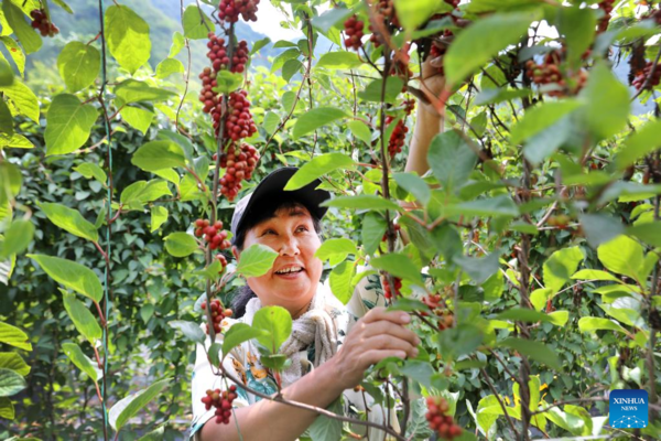 Medicinal Herb Harvest Helps with Rural Revitalization in NW China