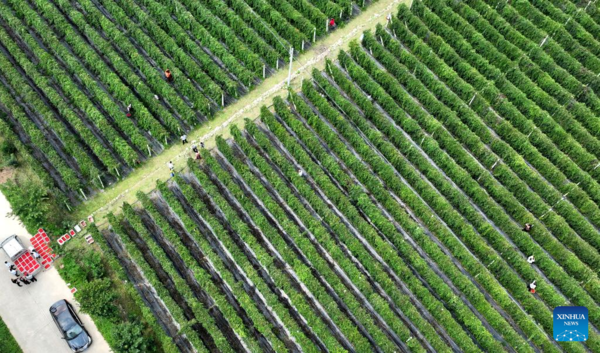 Medicinal Herb Harvest Helps with Rural Revitalization in NW China