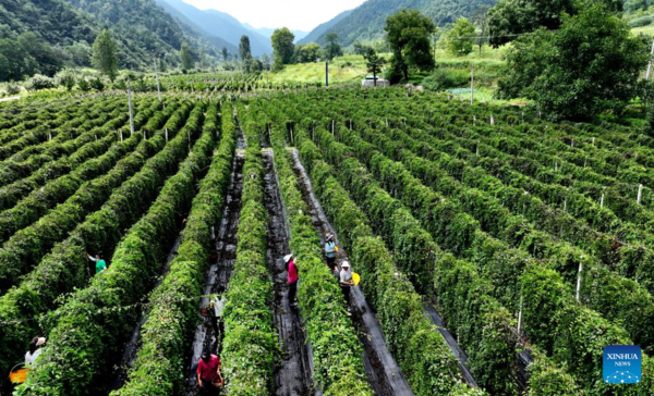 Medicinal Herb Harvest Helps with Rural Revitalization in NW China