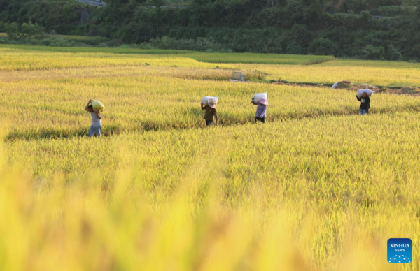 Autumn Farming in China