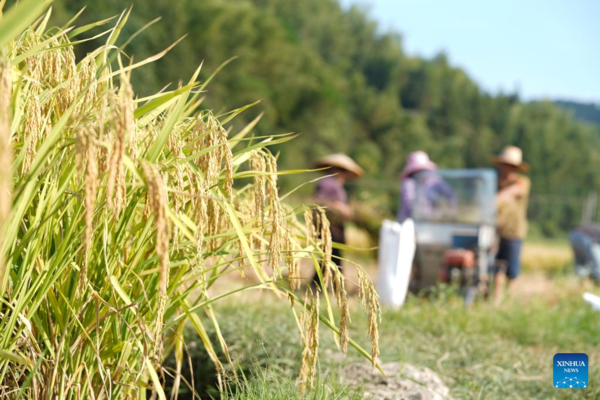 Autumn Farming in China