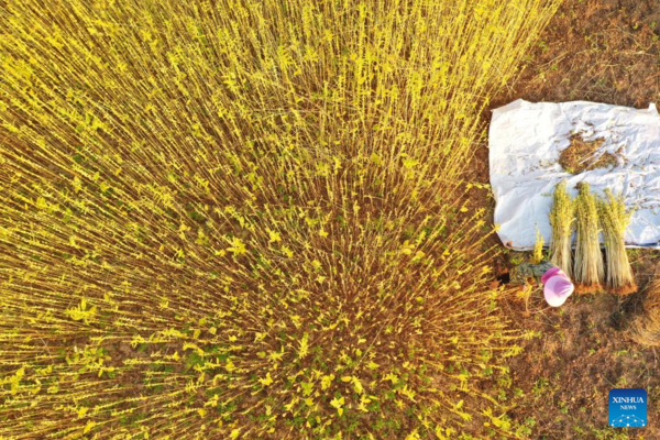 Autumn Farming in China