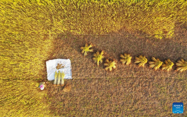 Autumn Farming in China