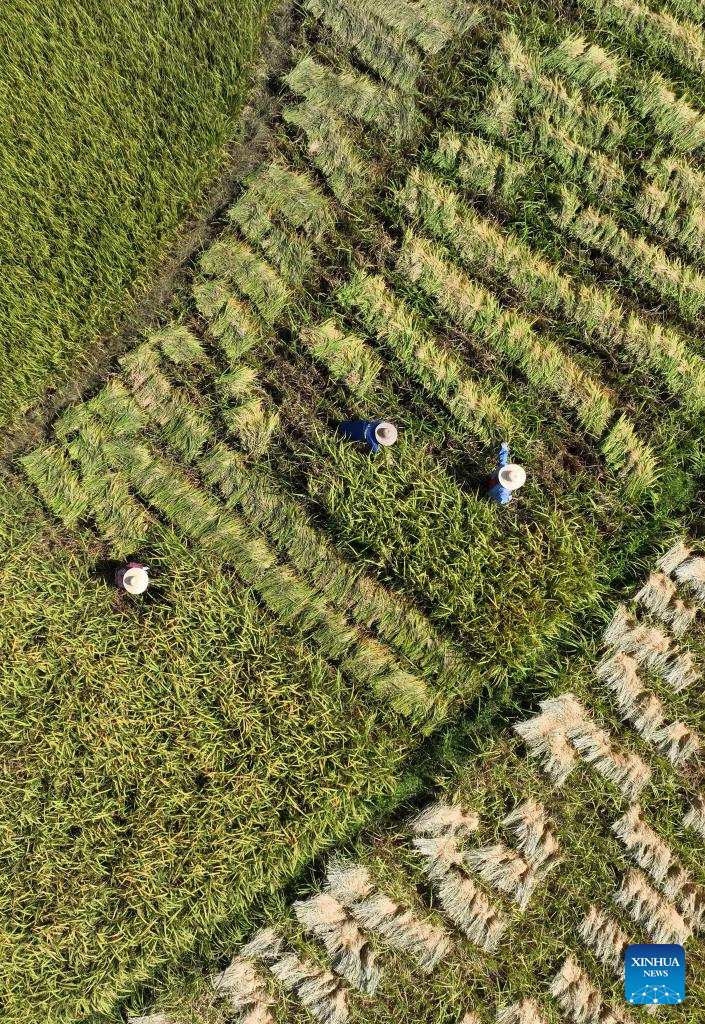 Autumn Farming in China