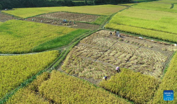 Autumn Farming in China