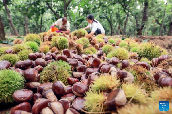 Autumn Farming in China