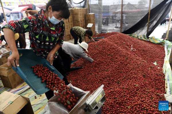 Hawthorn Fruits Enter Mature Season in Liudu, Shandong