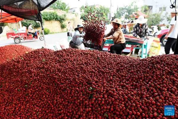 Hawthorn Fruits Enter Mature Season in Liudu, Shandong