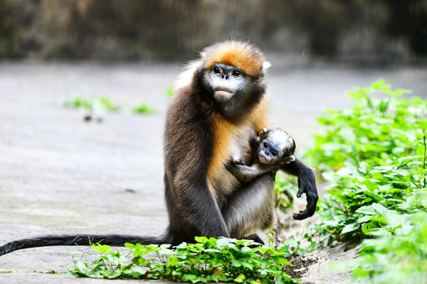 China Publishes Atlas of Wildlife in SW China