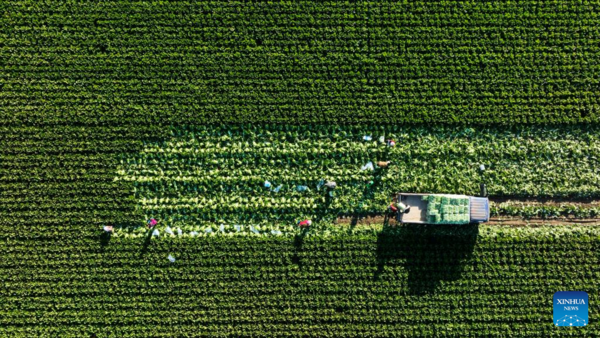 View of Harvest Across China