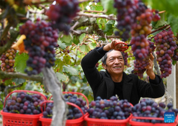 View of Harvest Across China