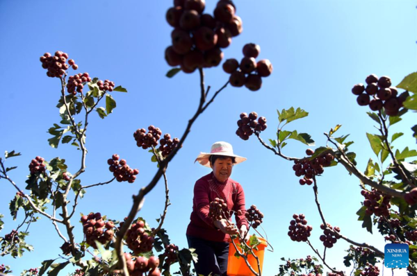 View of Harvest Across China