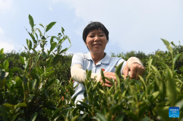 Profile: Tea Master Shares Family Secret for Common Prosperity
