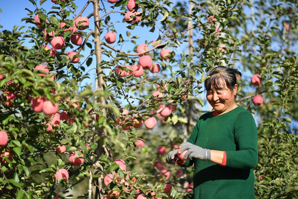 Internet Development Sweetens Apple Business on Loess Plateau