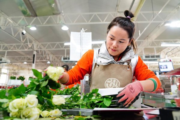 Cut Flower Develops Well in Zhaoxian Town, Shandong