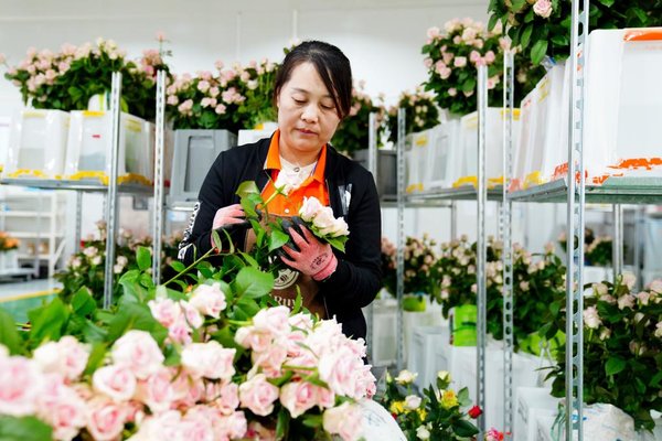 Cut Flower Develops Well in Zhaoxian Town, Shandong