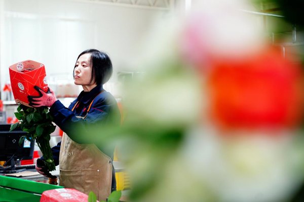 Cut Flower Develops Well in Zhaoxian Town, Shandong