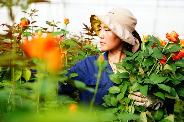 Cut Flower Develops Well in Zhaoxian Town, Shandong