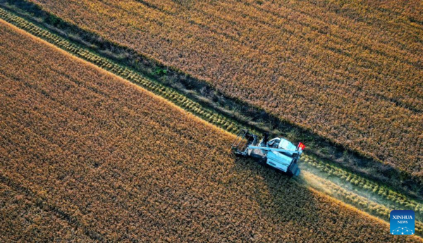 Paddy Rice Harvest in Huangfu Village, Northwest China's Shaanxi