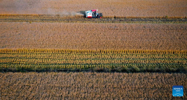 Paddy Rice Harvest in Huangfu Village, Northwest China's Shaanxi