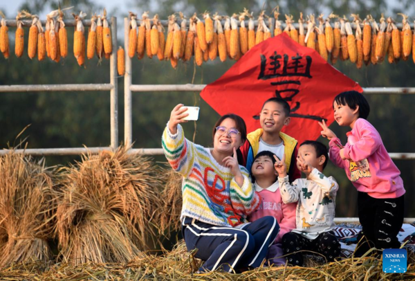 Paddy Rice Harvest in Huangfu Village, Northwest China's Shaanxi