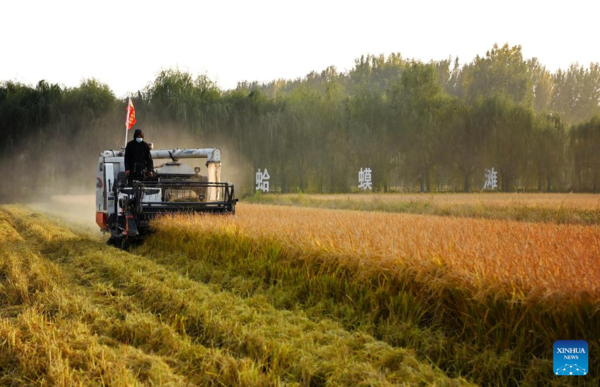 Paddy Rice Harvest in Huangfu Village, Northwest China's Shaanxi