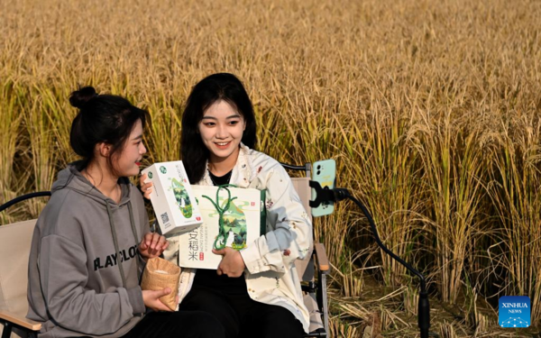 Paddy Rice Harvest in Huangfu Village, Northwest China's Shaanxi