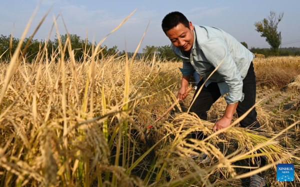 Paddy Rice Harvest in Huangfu Village, Northwest China's Shaanxi