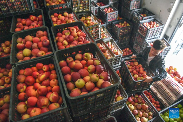 Farmers Embrace Apple Harvest in Southwest China