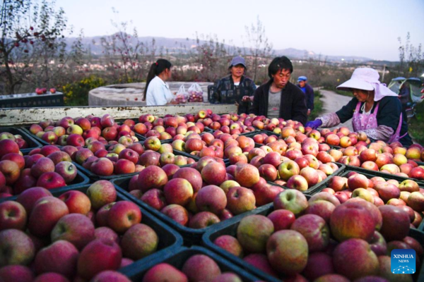 Farmers Embrace Apple Harvest in Southwest China