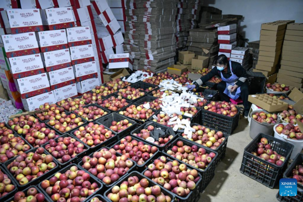 Farmers Embrace Apple Harvest in Southwest China