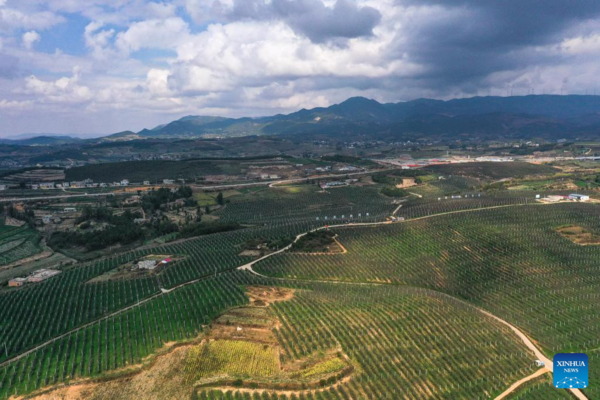 Farmers Embrace Apple Harvest in Southwest China