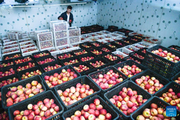 Farmers Embrace Apple Harvest in Southwest China