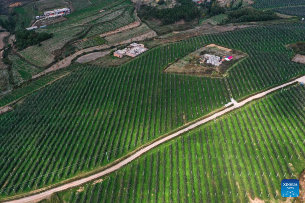 Farmers Embrace Apple Harvest in Southwest China