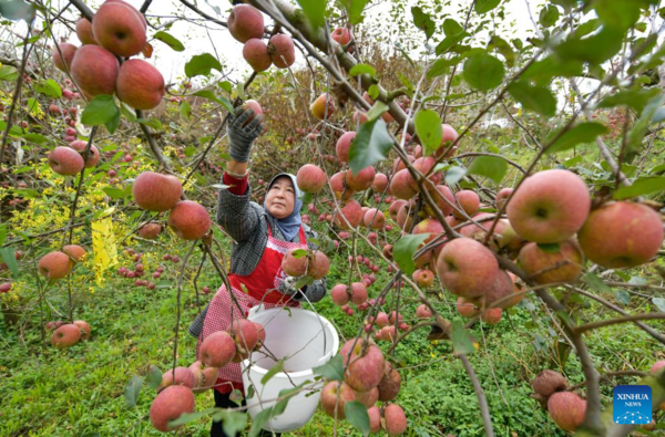 Farmers Embrace Apple Harvest in Southwest China