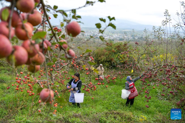 Farmers Embrace Apple Harvest in Southwest China