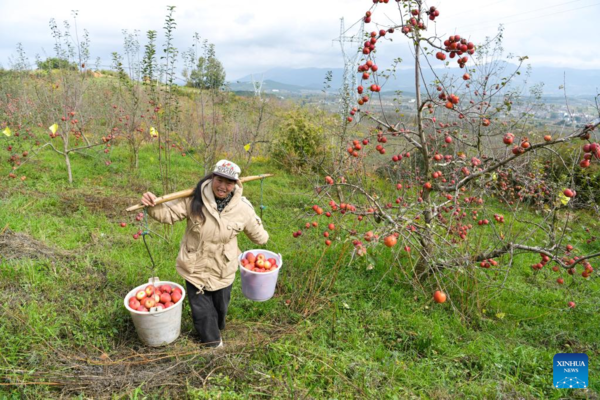 Farmers Embrace Apple Harvest in Southwest China