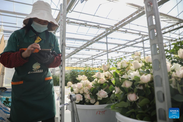 Fresh Cut Flowers in Northwest China Provided for Market at Home and Abroad