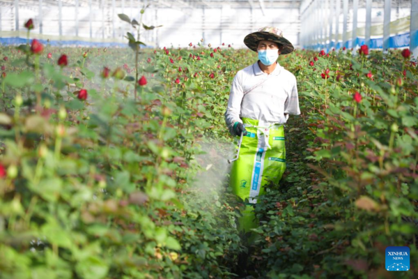 Fresh Cut Flowers in Northwest China Provided for Market at Home and Abroad